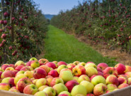 Obstbau